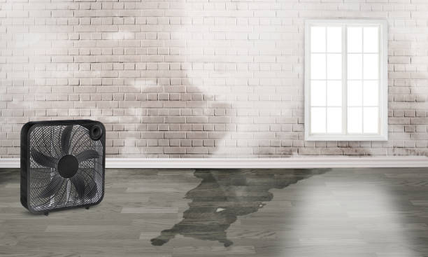 Best Professional water damage repair  in Mcloud, OK